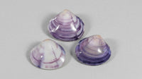 Polished Purple Clam Shell | Mactra violacea | 1–2"