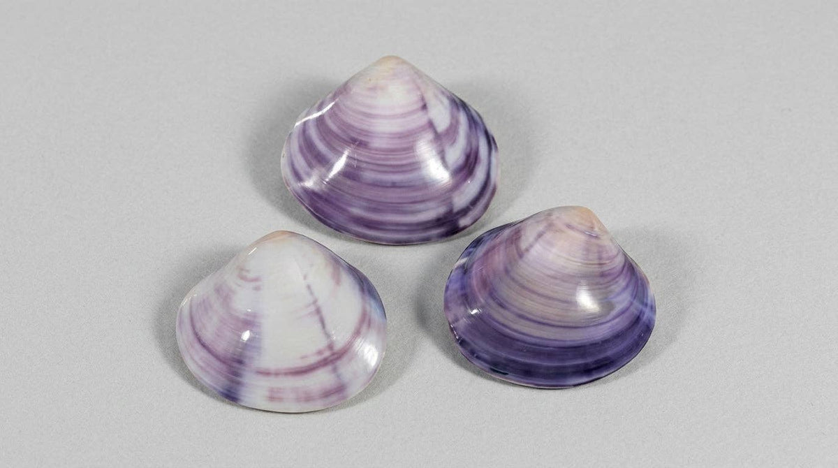 Polished Purple Clam Shell | Mactra violacea | 1–2"