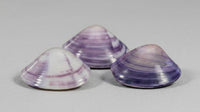 Polished Purple Clam Shell | Mactra violacea | 1–2"