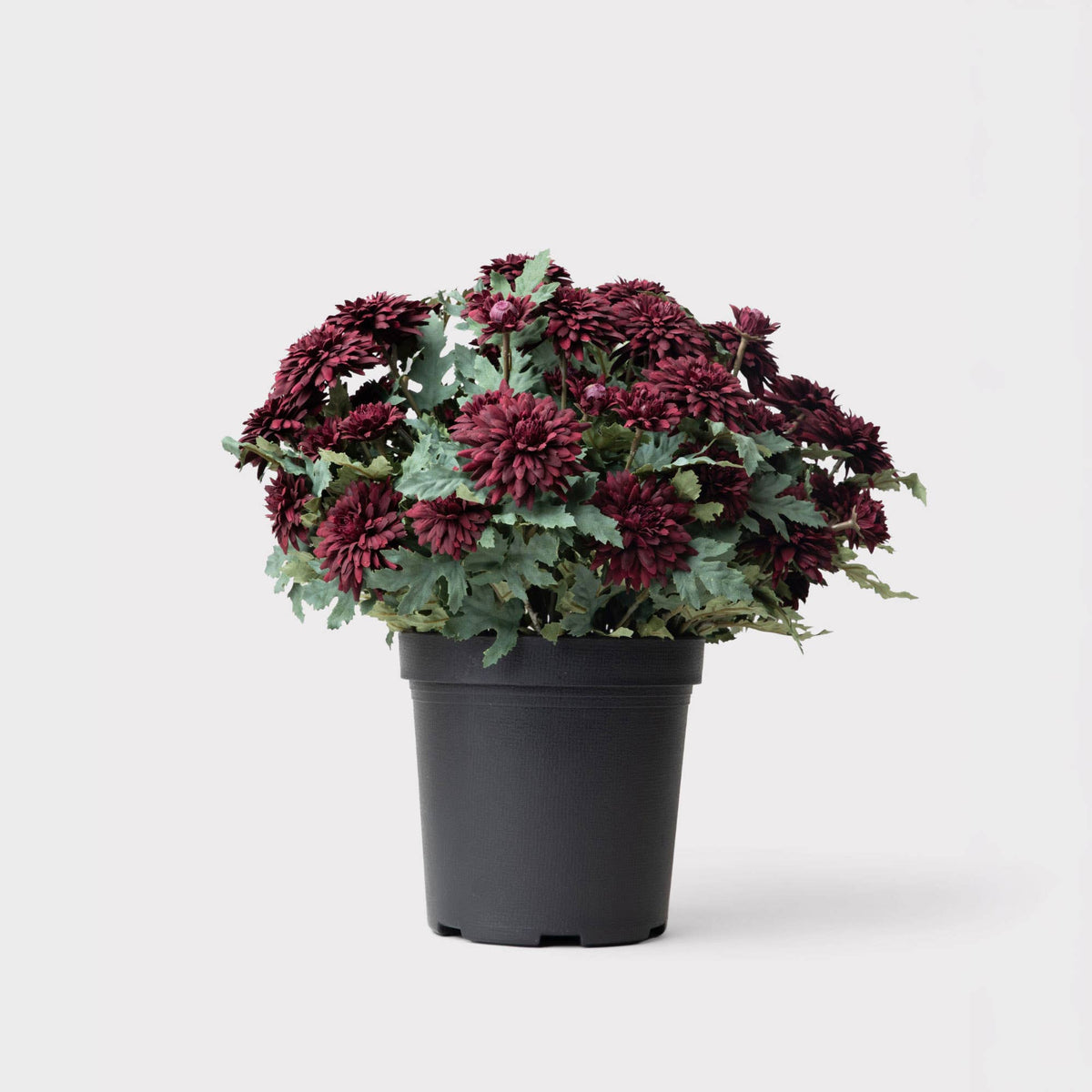 UV Treated Indoor/Outdoor Potted Fake Fall Mums in Merlot