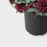 UV Treated Indoor/Outdoor Potted Fake Fall Mums in Merlot
