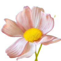 Close-up of a pink flower with a yellow center on a white background