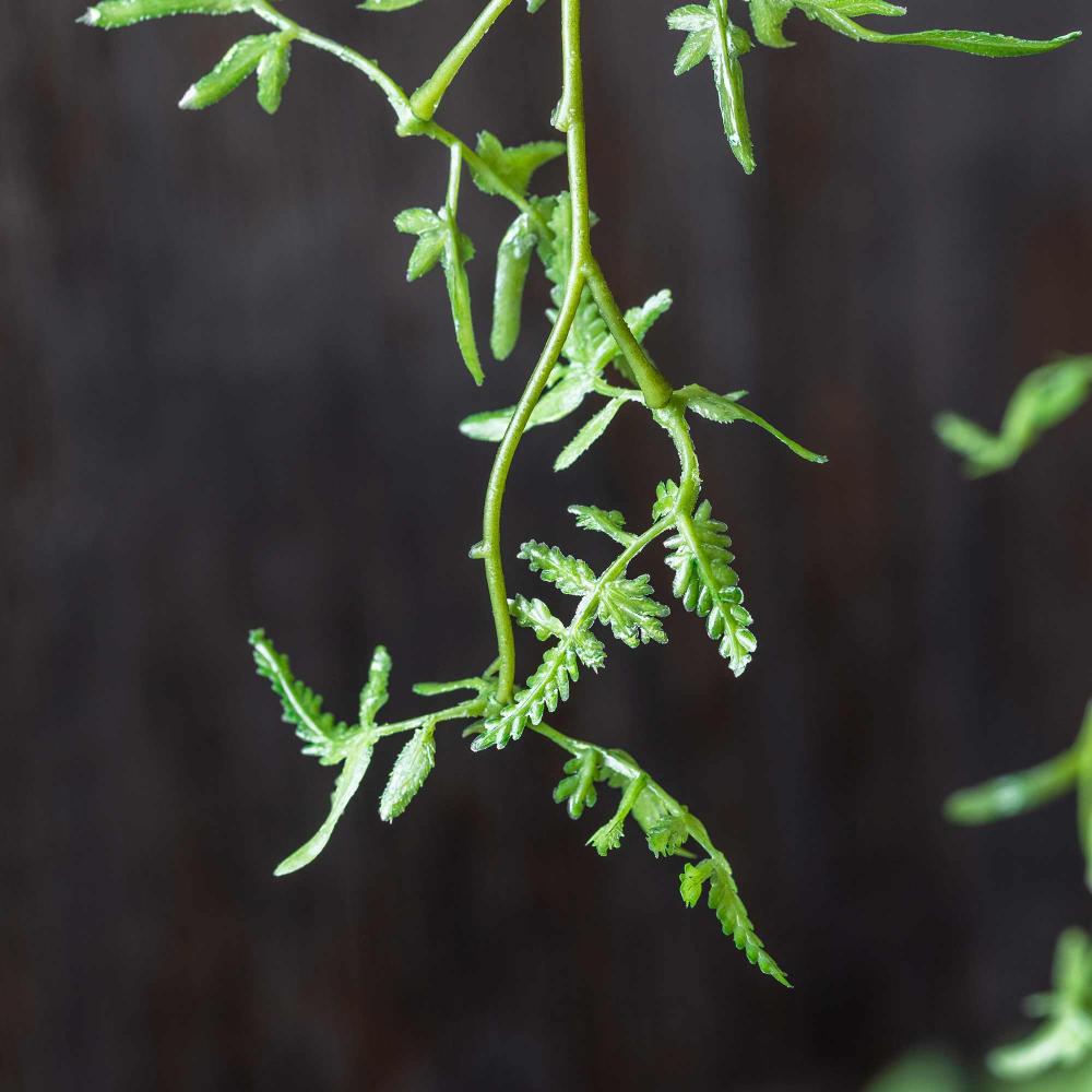 Close-up of a green plant branch against a dark background