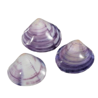 Polished Purple Clam Shell | Mactra violacea | 1–2"