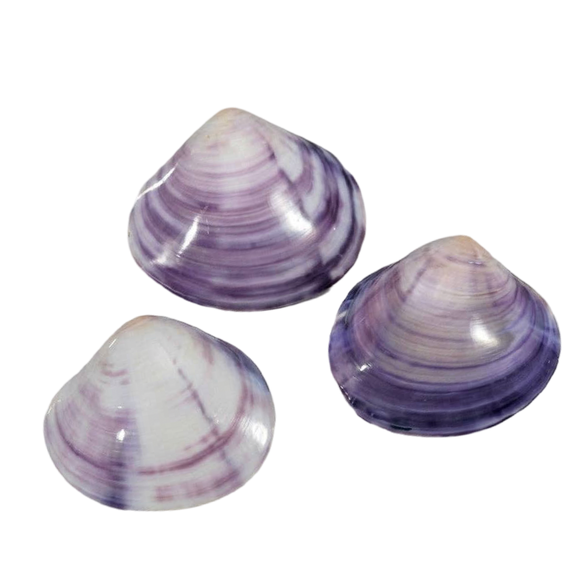 Polished Purple Clam Shell | Mactra violacea | 1–2"