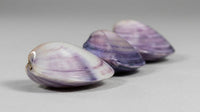 Polished Purple Clam Shell | Mactra violacea | 1–2"
