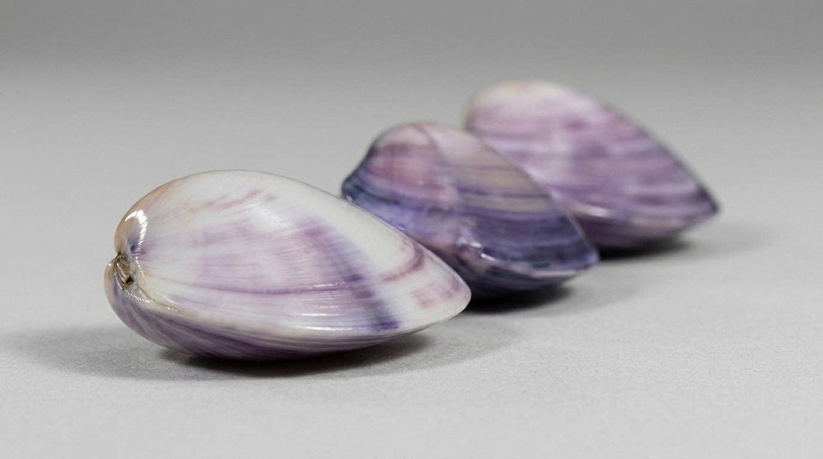 Polished Purple Clam Shell | Mactra violacea | 1–2"