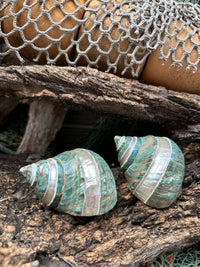 Two greenish-brown snail shells on a wooden surface with a fishing net in the background.