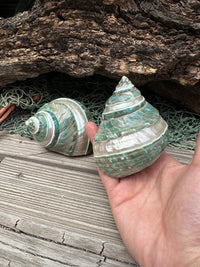 Two large sea shells held by a hand on a wooden surface with a natural background.