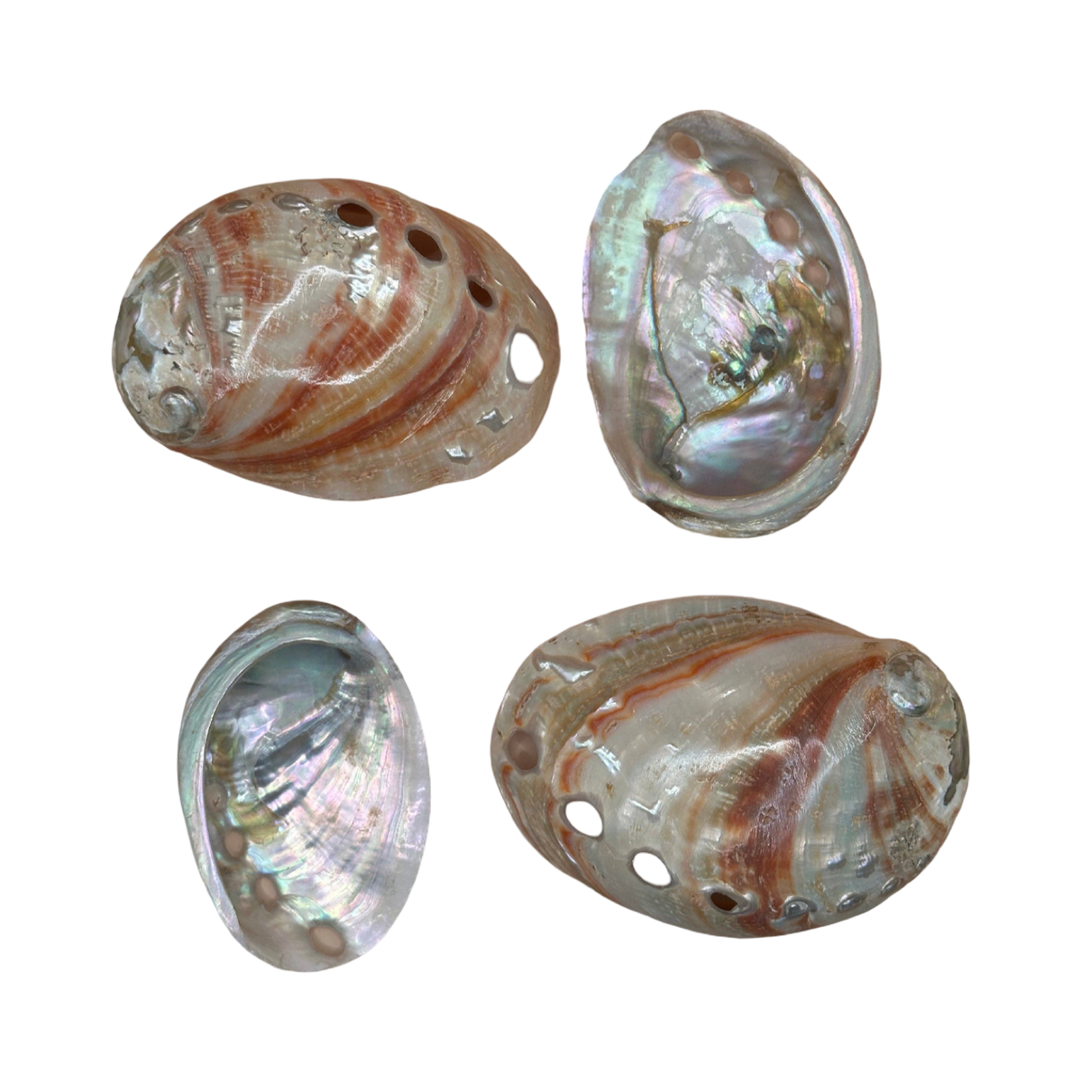 Polished Red Abalone Shell | 3 to 5 Inches